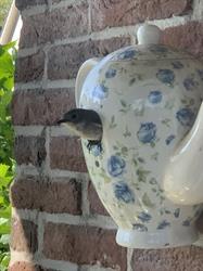 B&B De Dele, de Wijk openingstijden
