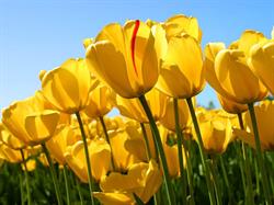 Bloemen En Planten Voordeel, Schoonebeek openingstijden