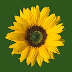 Yoga de Zonnegroet, Haaren openingstijden