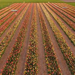 Tulpenpluktuin Marknesse, openingstijden