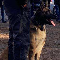 PPD Personal Protection Dogs, Etten-Leur openingstijden