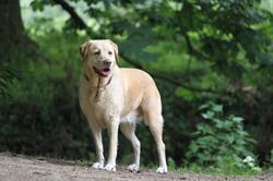 Healthy Dogs, Venhorst openingstijden