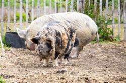 Zorgboerderij Moed en Vertrouwen, Spijkenisse openingstijden