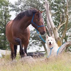 LoveLance, Callantsoog openingstijden