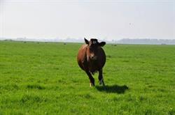 Zuivel- en kampeerboerderij Veldhoeve, Zoeterwoude openingstijden