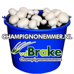 Champignonemmer, Dedemsvaart openingstijden