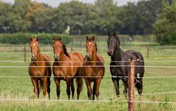 The Pine Ranch, Bergen op Zoom openingstijden