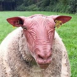 Rouge de L' ouest fokkerij 'Verhoevenrouge', Esbeek openingstijden