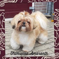Trimsalon Amaranth, IJsselstein openingstijden