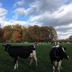 Melkveebedrijf Erve Grutterink, Diepenveen openingstijden
