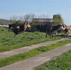 Kaasboerderij De Annahoeve, Sassenheim openingstijden