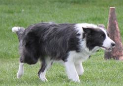 Bordercollies from maykesdream., Maastricht openingstijden