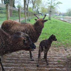 Kinderboerderij Berkum, Zwolle openingstijden