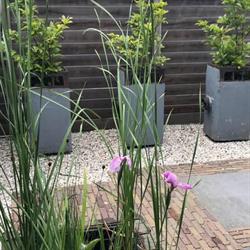 B&B De Oude Slaght, Zaandam openingstijden