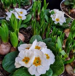 Hans Bouwmans bloemen en planten Venray, openingstijden