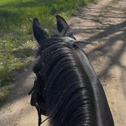 Becohorses, Heijen openingstijden