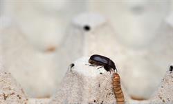 Insecten Centrum Wadudu, Beilen openingstijden