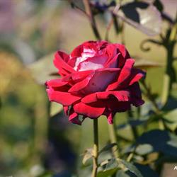 Open tuin De Lindetuinen, Den Ham openingstijden