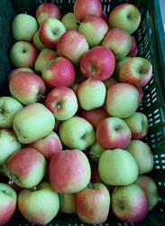Fruitgaard, Noordbroek openingstijden