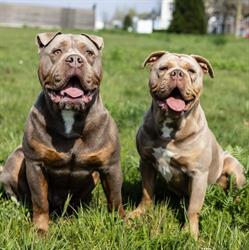 Rebel Bullys Old English Bulldog, Swalmen openingstijden