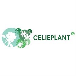 Celieplant, Aalsmeer openingstijden