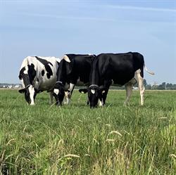 Veehouderijbedrijf Van de Water VOF, Arkel openingstijden