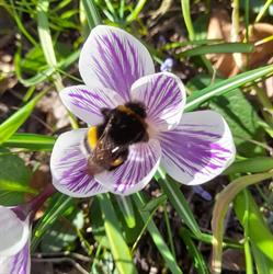 Kom in mijn Tuin, Heemstede openingstijden