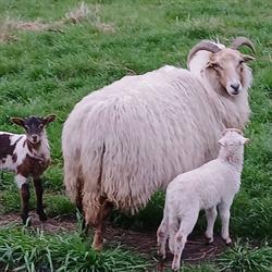 Boerderij De Klaproos, Onstwedde openingstijden