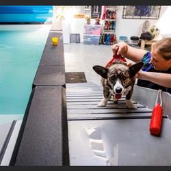 HydroDogs, Moergestel openingstijden