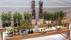 De Hoog Orchideeën, Pijnacker openingstijden