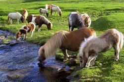 Nederlands Shetland Pony Stamboek - NSPS, Steenderen openingstijden