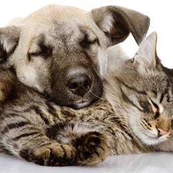 De Houten Hond natuurvoeding voor hond en kat, Haarlem openingstijden