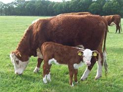 Masto Hereford, Weerselo openingstijden