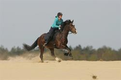 Wellsaddle zadelmakerij, openingstijden
