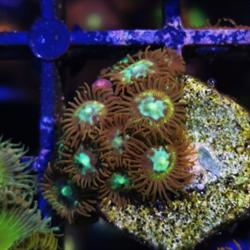 Imperator Corals, Veenendaal openingstijden