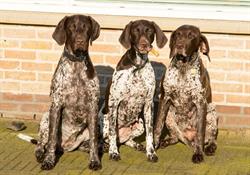 Van Kallisto Duitse Staande Korthaar Kennel, Meppel openingstijden