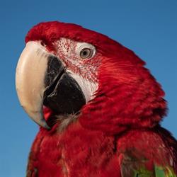 Parrots BV, Rijswijk openingstijden