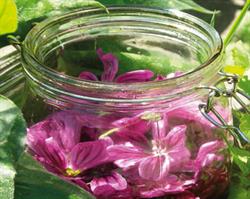 Blooming Naturals, Handmade Herbal Skinfood, Zwaag openingstijden