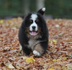 Barking Bunch, Best openingstijden