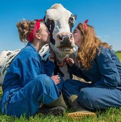Koe knuffelen, Voorst openingstijden