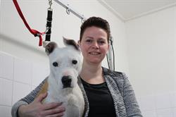 Trimsalon de Tellings, Steenbergen openingstijden