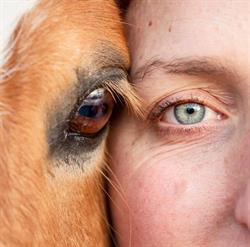 Puur met Paarden, Dalfsen openingstijden