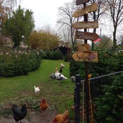 Kerstbomen Noordhoek, openingstijden