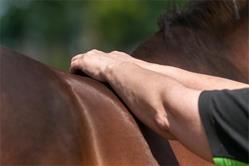 Happy Moving Horses, Okkenbroek openingstijden