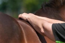 Happy Moving Horses, Okkenbroek openingstijden