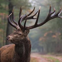 Ronald Janssen Fotografie, Huissen openingstijden