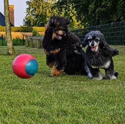 Trimsalon Forever Friends, Nieuw-Beijerland openingstijden