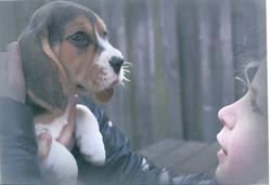 Dog & Human Support, St. Willebrord openingstijden