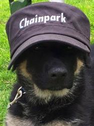 Kennel vh Chainpark, Delft openingstijden