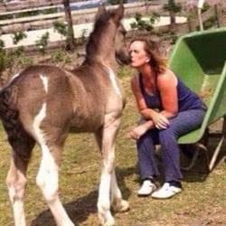 Melody Stables Irish Cobs, Tjerkwerd openingstijden
